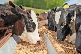 2025 guncel saman fiyatlari il il detayli liste ve fiyat analizi 1