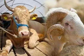 2025 kurban rehberi koyun keci dana canli kilo fiyatlari belli oldu 3
