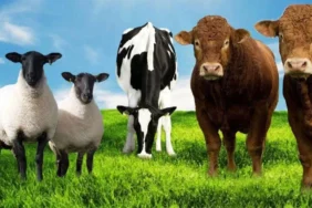 2025 kurbanlik fiyatlari belli olmaya basladi canli kilogram fiyatlari ne kadar 2