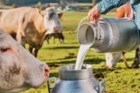 sut ureticisi zarar ediyor uretim bitme noktasina geldi