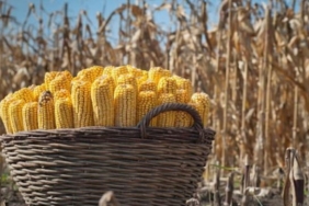 ukrayna limanlarinda misir fiyatlari yukseliyor