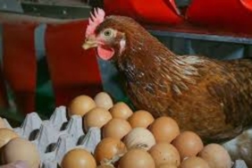 firsatcilar gitti gercekler ortaya cikti yumurtada denge geldi 2