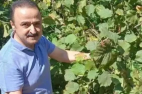 mhpli vekil duyurdu findik fiyati 300 tlyi asacak