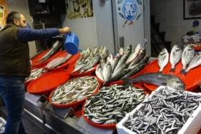 palamut kac para oldu