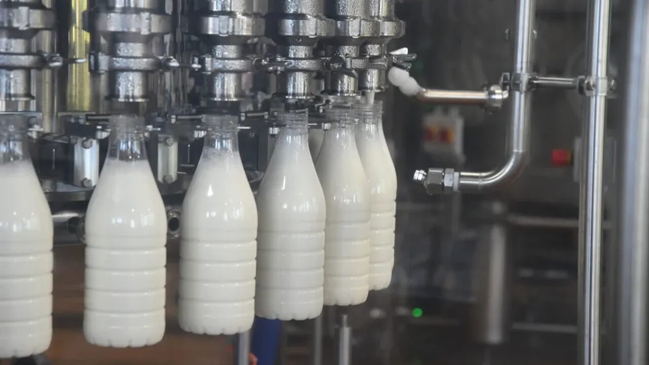 Süt karşılığı yem uygulaması: Çiftçi yemle ödeme kıskacında