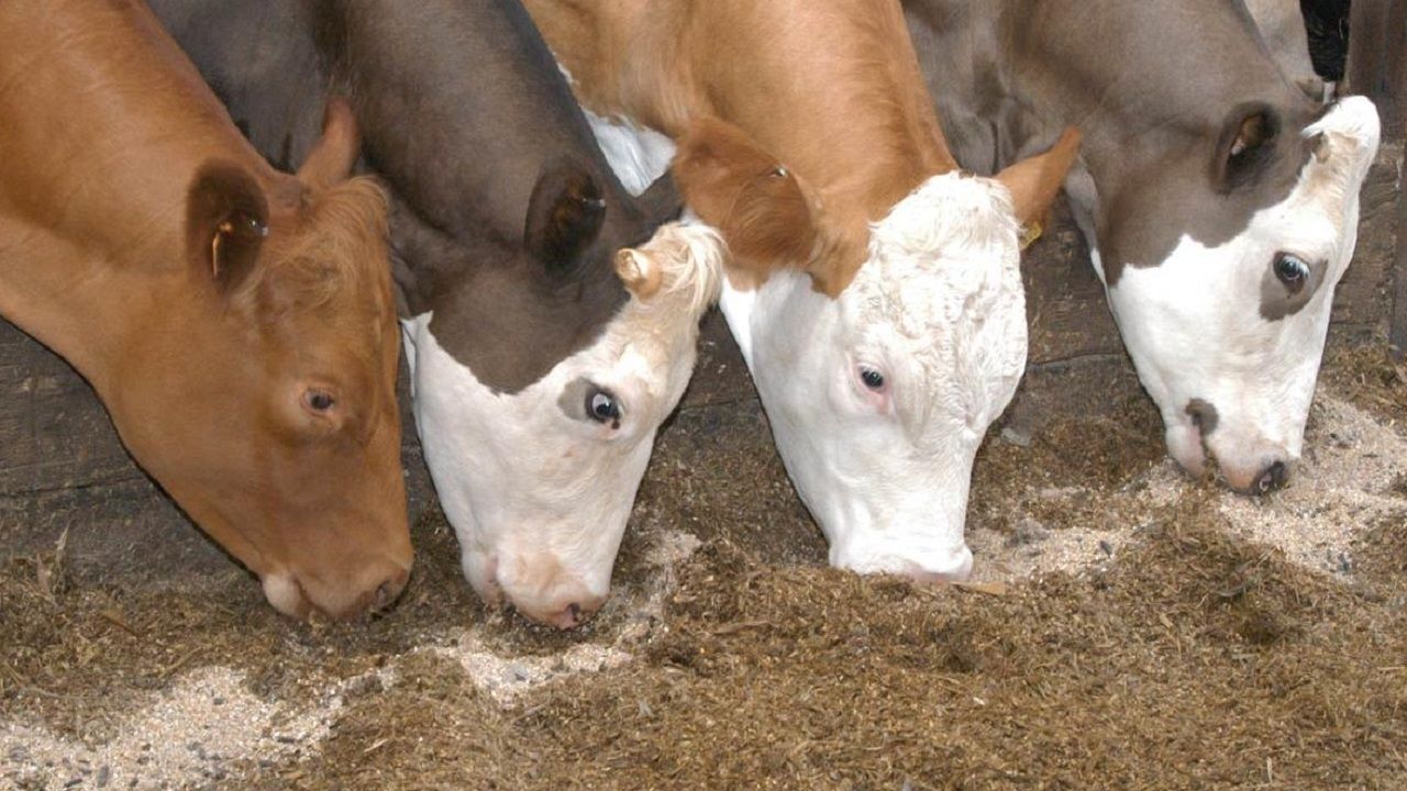 Yem fiyatları uçtu, besiciye mecburi zam gözüktü