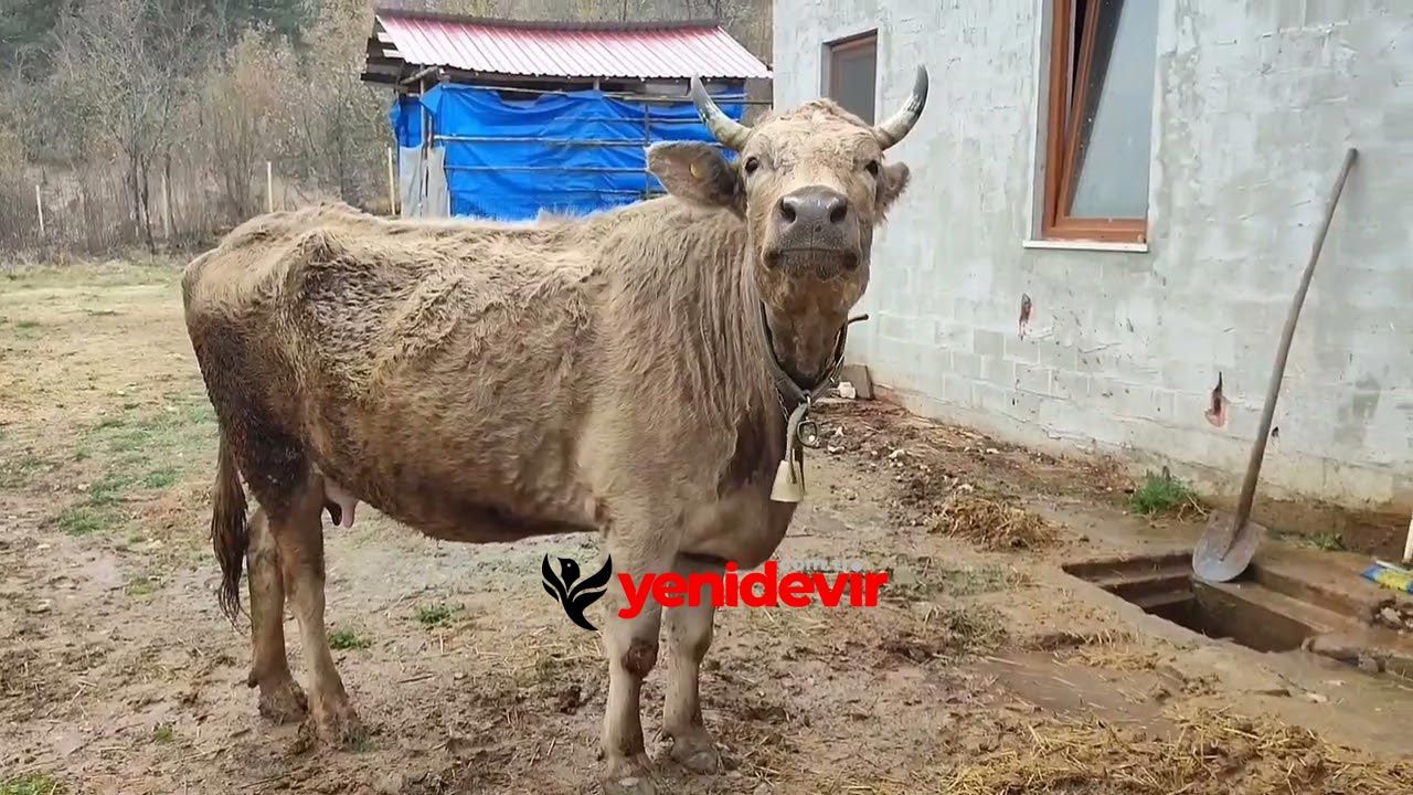 Şap hastalığı Türkiye hayvancılığını vurdu: Hayvan ve süt fiyatları uçuşta!