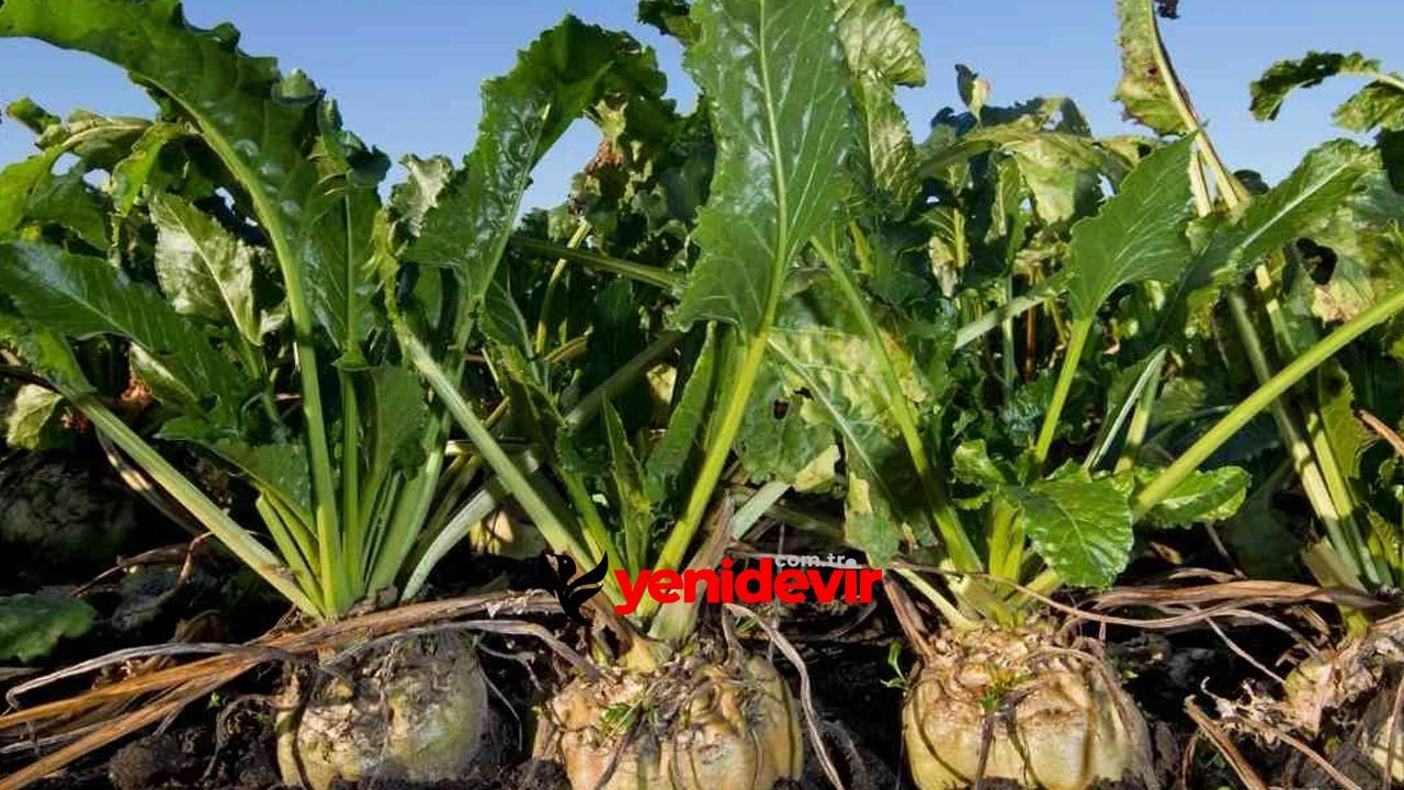 Şeker pancarı fiyatı 2 bin 975 TL olarak açıklandı: Çiftçi ne diyor?