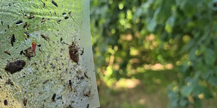 Kokarca ile mücadelede 300 bin samuray arısı doğaya salınacak Kokarca ile mücadelede 300 bin samuray arısı doğaya salınacak