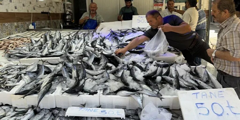 Karadeniz’de palamut bolluğu! Fiyat düştü Karadeniz'de palamut bolluğu! Fiyat düştü